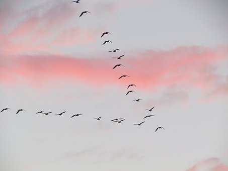 Migrating Home